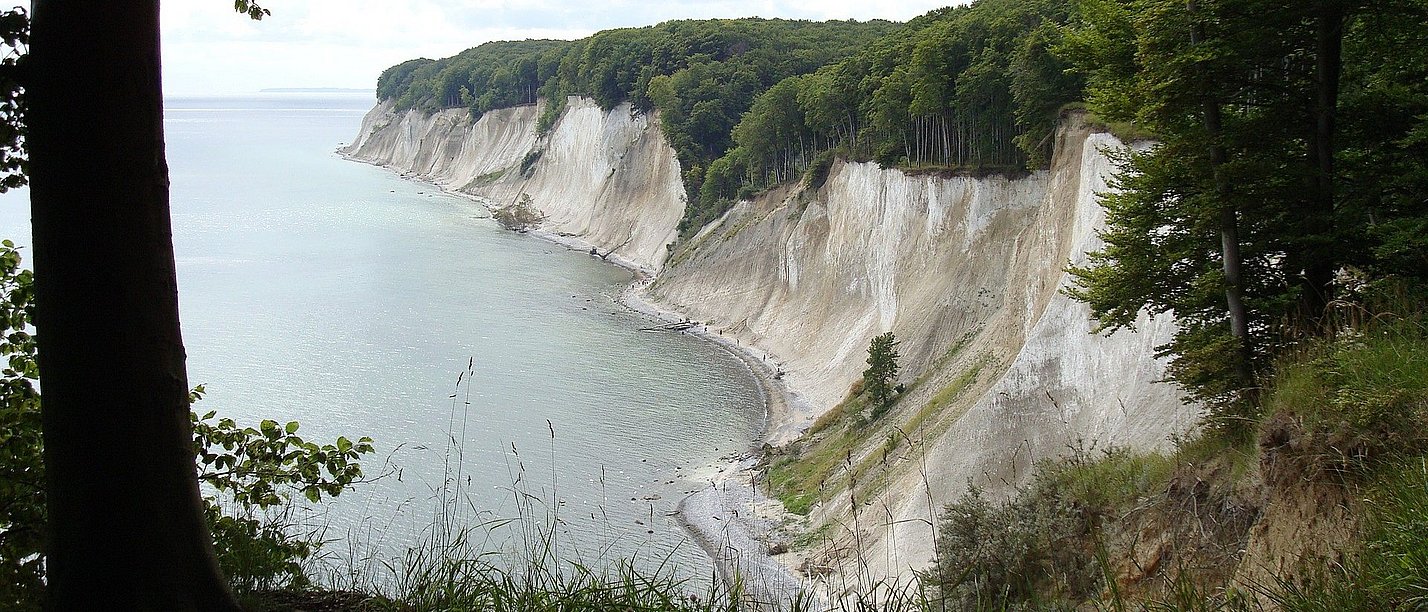 Picture of a rocky cliff overgrown with trees, taken from a forest.