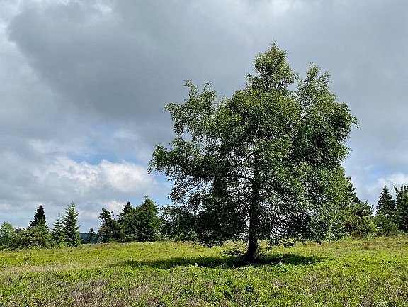 Ein Baum auf einer Wiese.