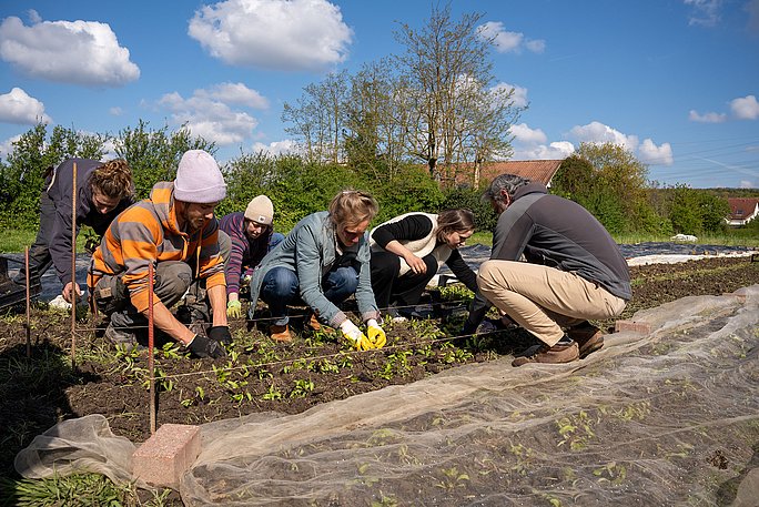 Eine Gruppe von Menschen arbeitet auf dem Gemüseacker. Sie knien über einem Beet und pflanzen neue Setzlinge ein.