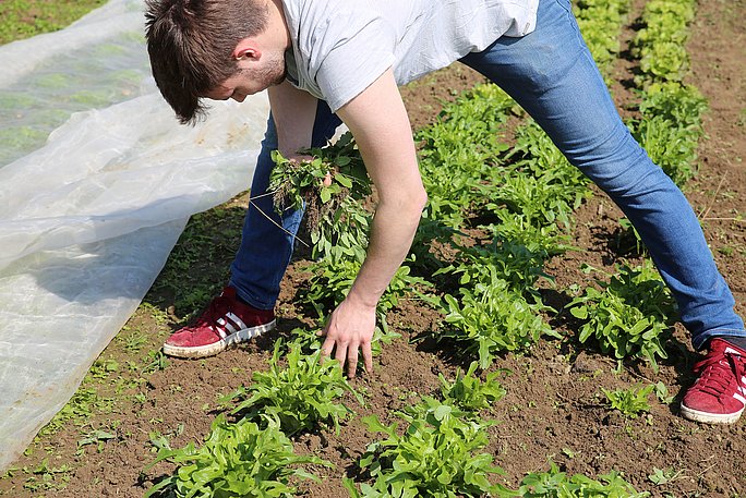 Ein Mann beugt sich über ein Beet mit Rucola-Salat und jätet Unkraut.