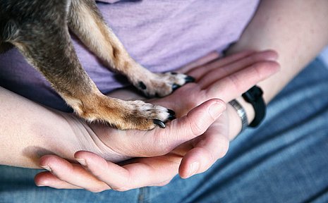 Auf zwei Händen eines Menschen stehen zwei Pfoten eines Hundes.