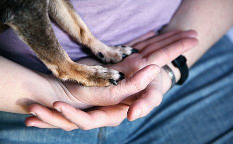 Auf zwei Händen eines Menschen stehen zwei Pfoten eines Hundes.