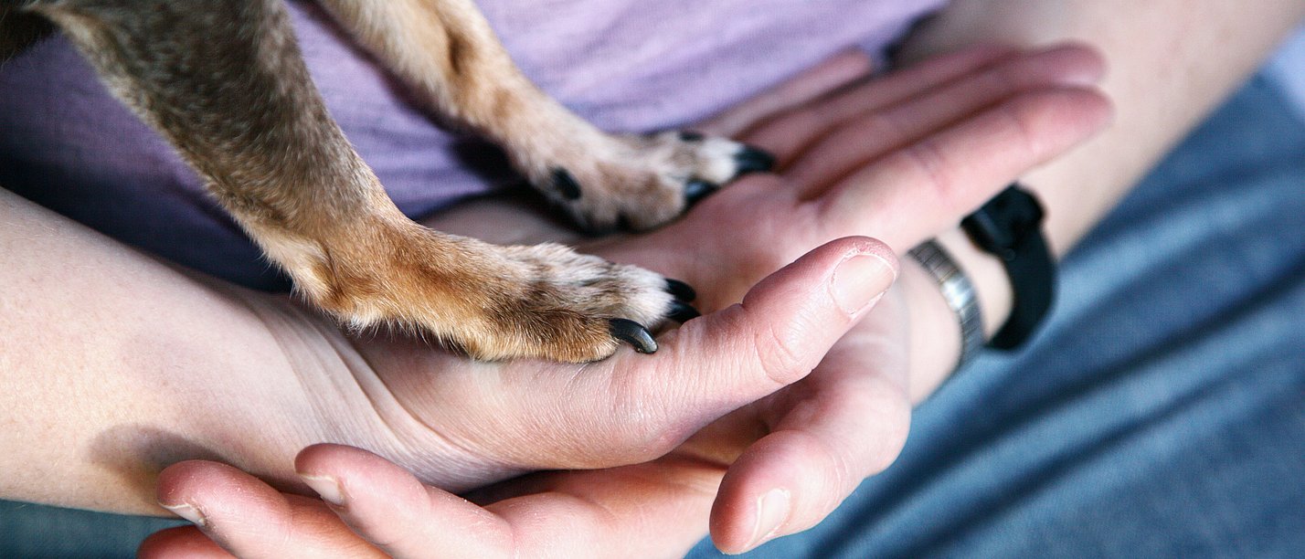 Auf zwei Händen eines Menschen stehen zwei Pfoten eines Hundes.